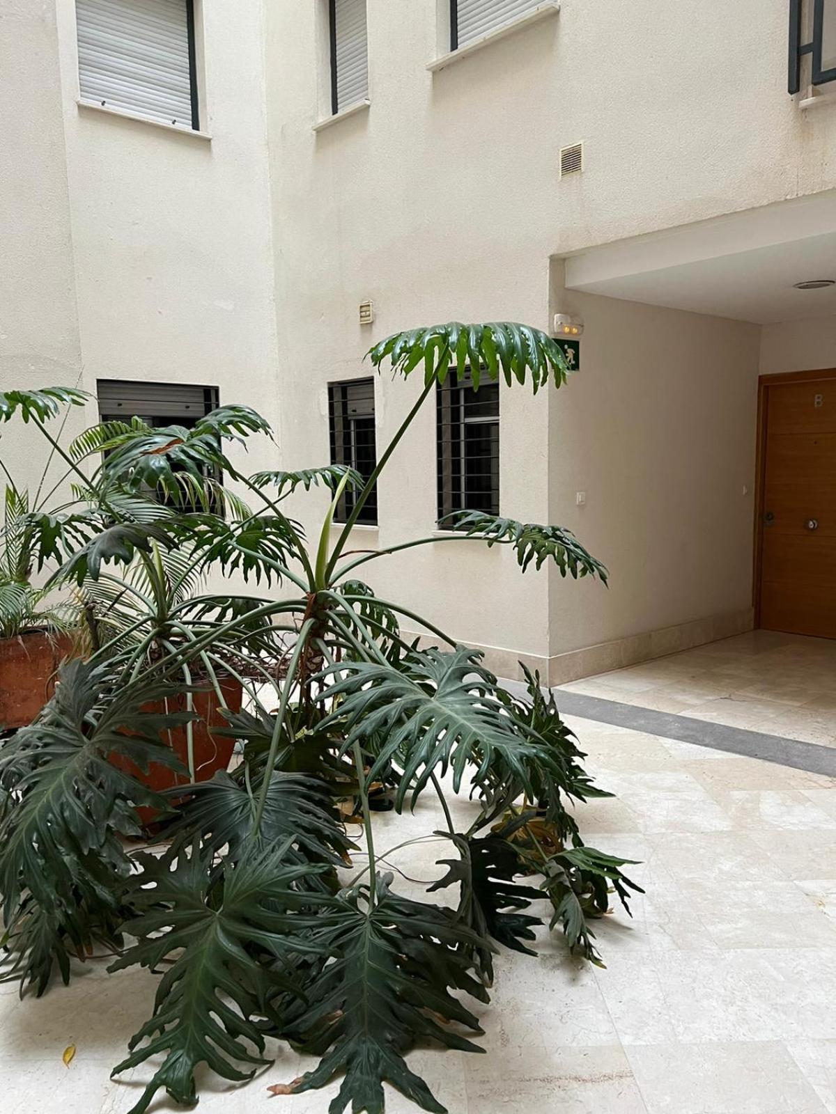 אלגסירס Habitaciones Privadas En Apartamento Compartido מראה חיצוני תמונה